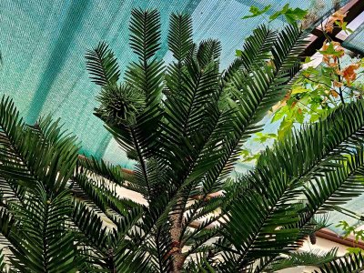 Wollemia nobilis - wolemie vznešená2